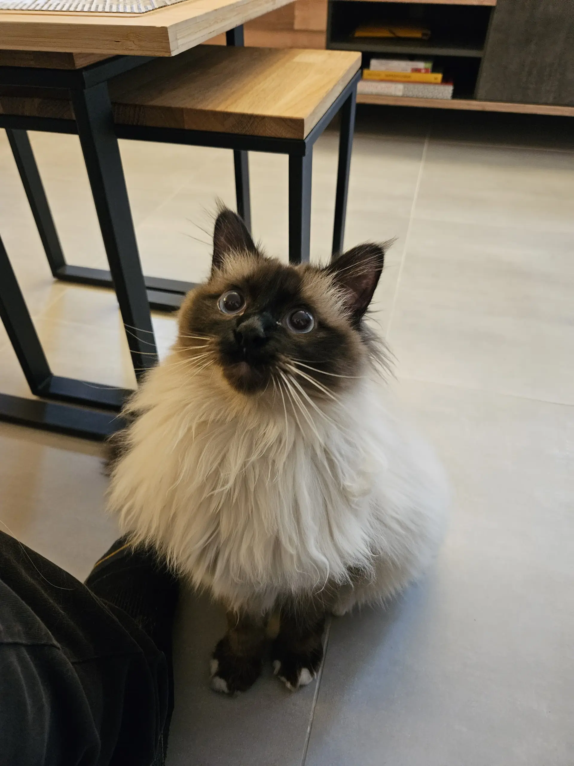 Toujours Mose le sacré de Birmanie