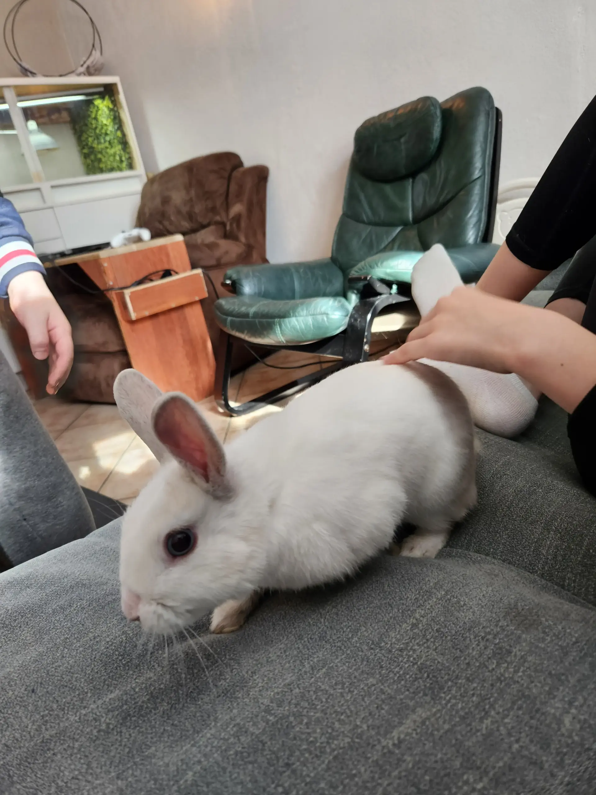 Un lapin  qui a fait le voyou en se sauvant et s'est retrouvé chez nous pour 24h