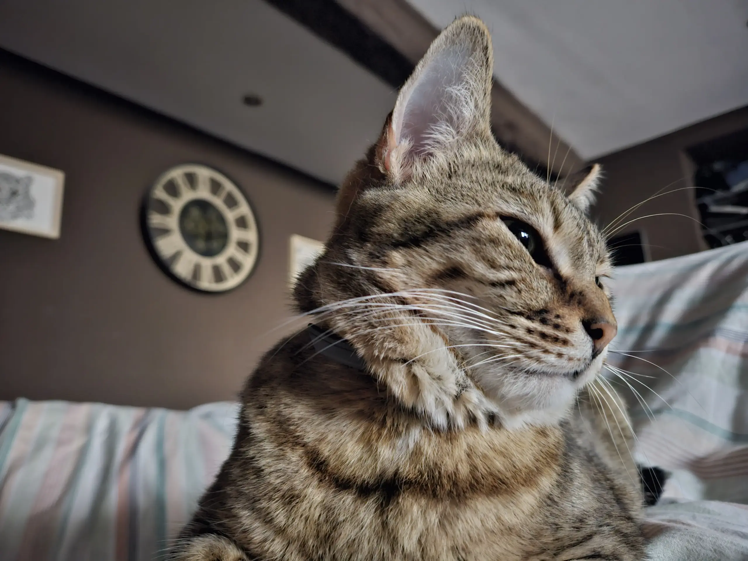 Comète qui fait la belle