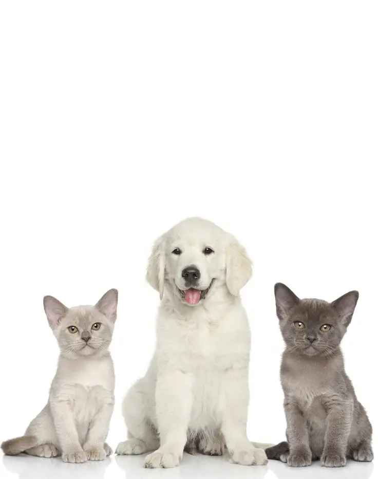 deux chatons et un chien blanc assis sur fond blanc