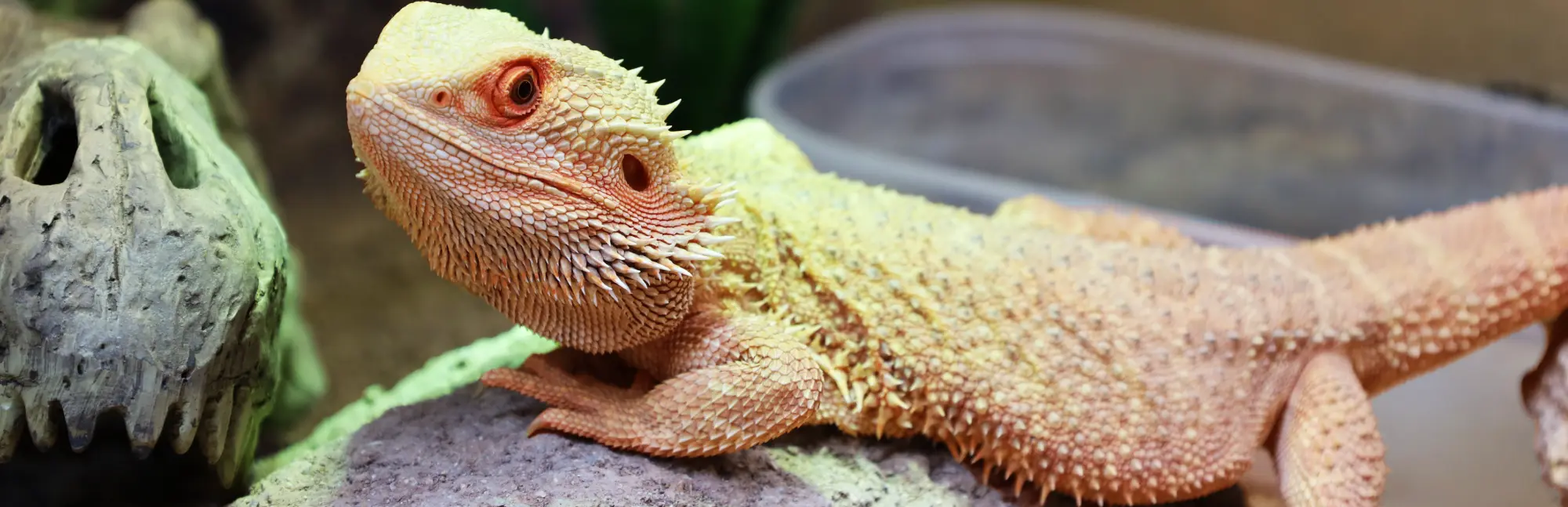 un pogona sur un rocher